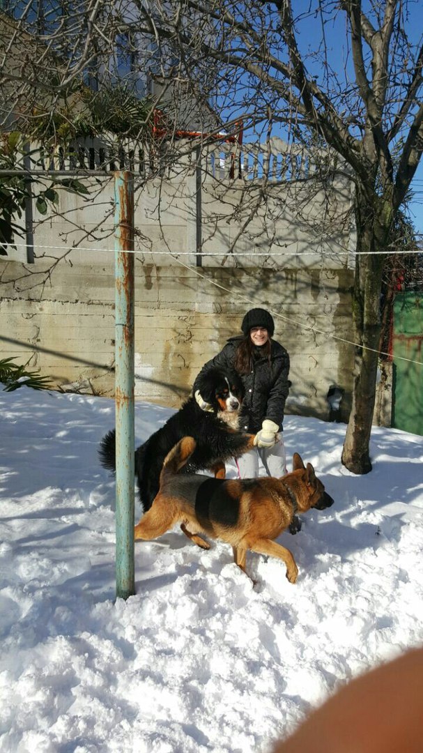 Берни зима 2017.jpg