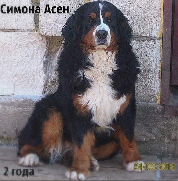 Симона1.png