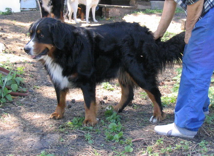 белла.jpg