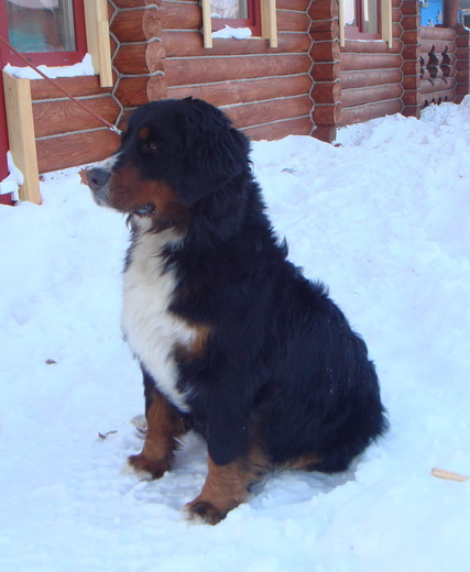 вива1.jpg