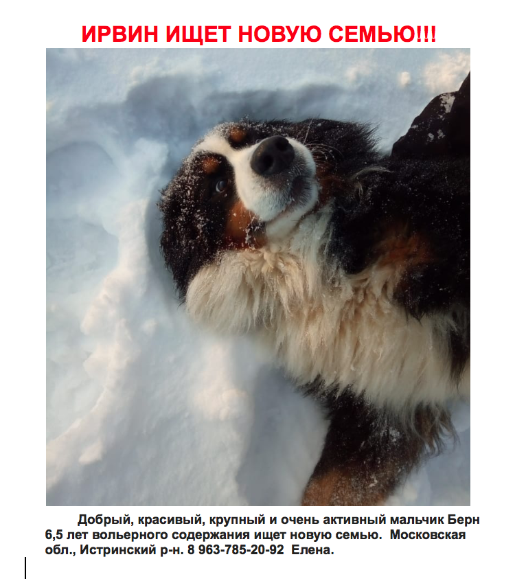 ирвин.png