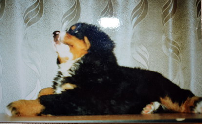 лев.jpg