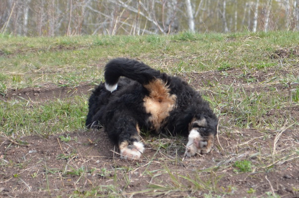 попа дона.jpg