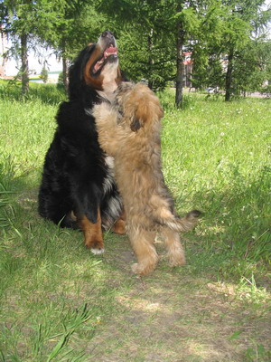 с гречкой.jpg