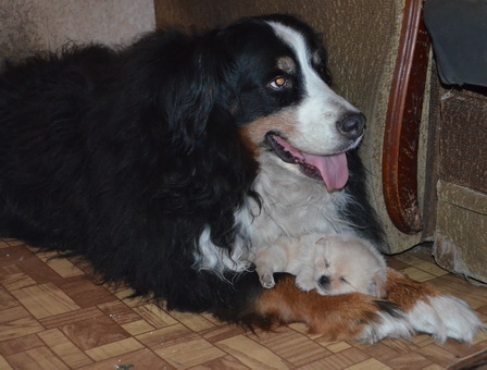 эла и персик.jpg