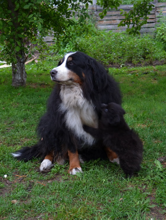 эла.jpg