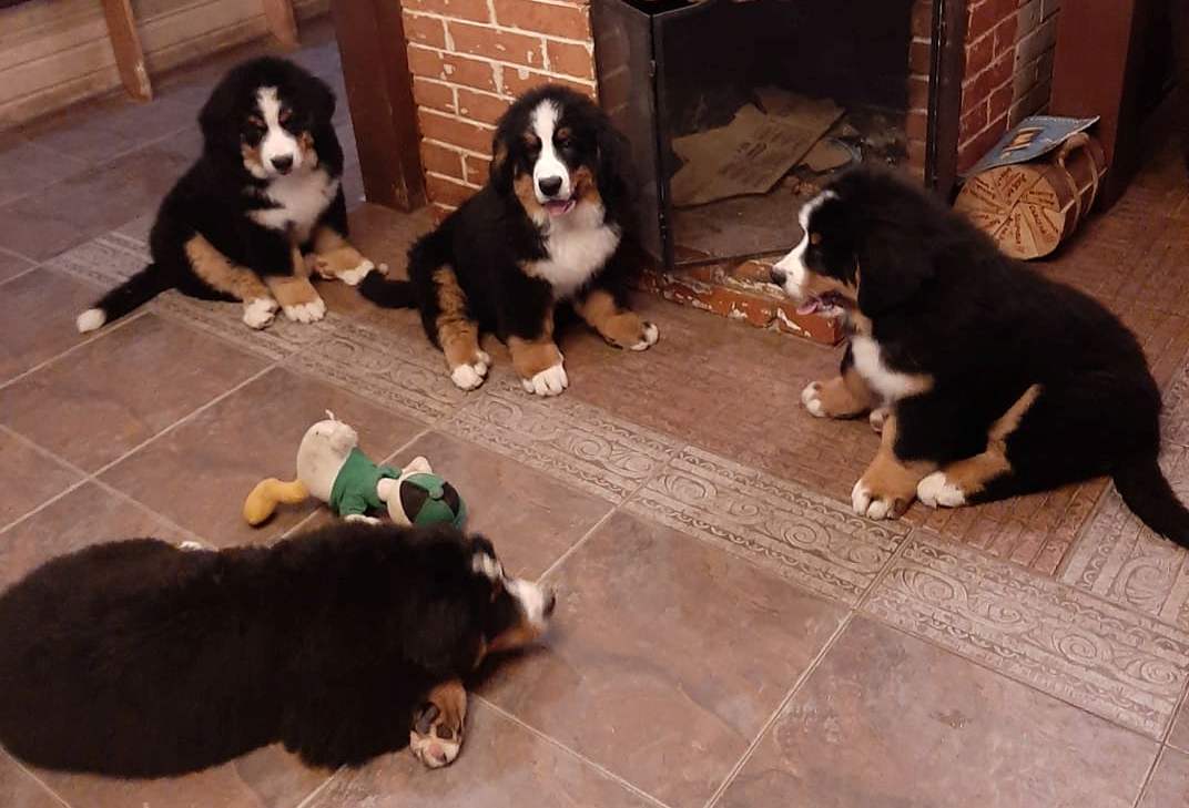 120949429_352257882789353_3935286111418150077_n.jpg