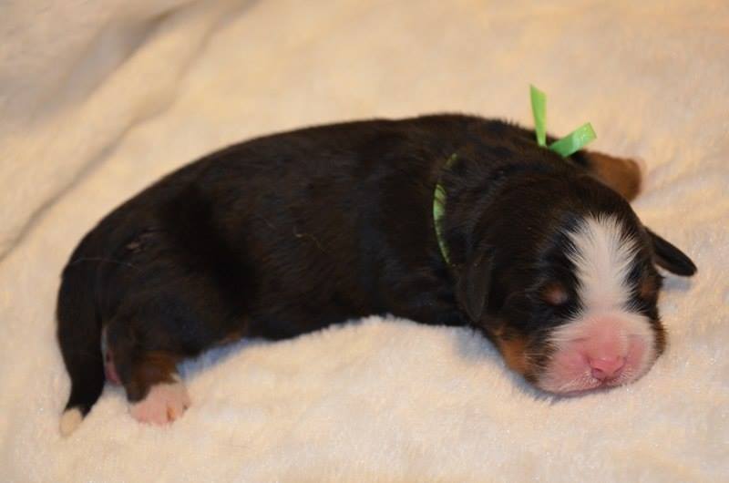 15996288_176600359486795_1166796247_n.jpg