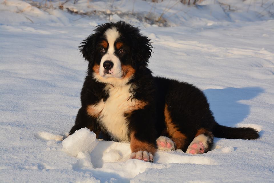 16425423_1210050345756793_495801040_n.jpg