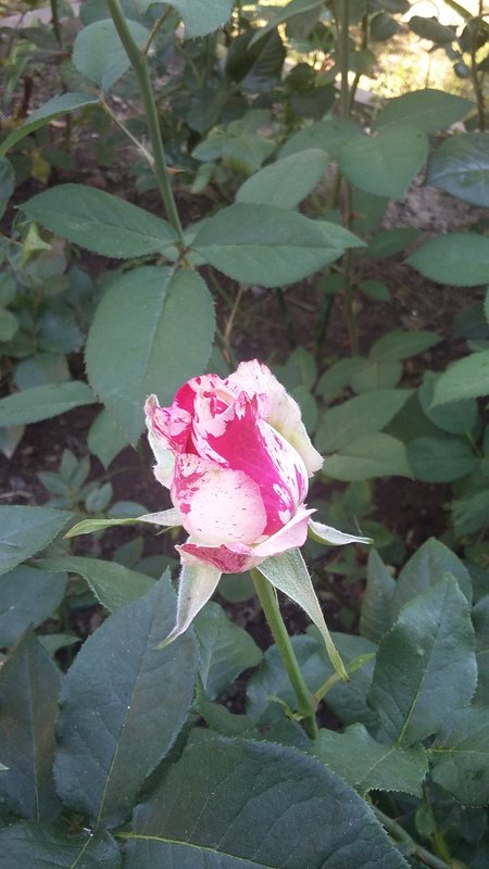 20180626_172340.jpg