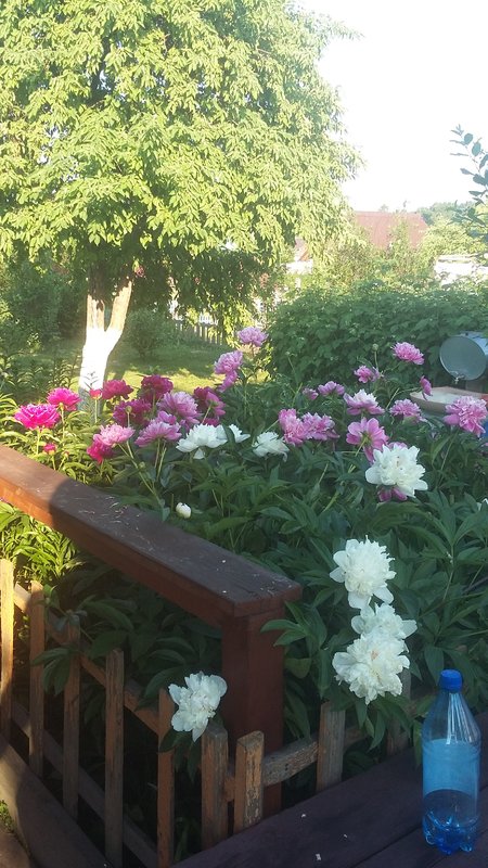 20180626_185221.jpg