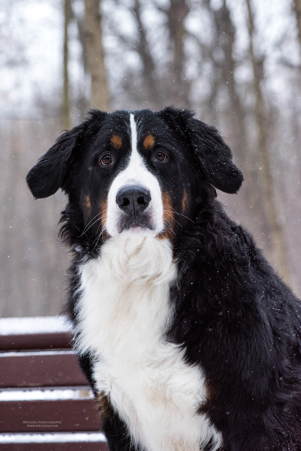 22-02-2017_Bernese-Antonio_02 (1).jpg