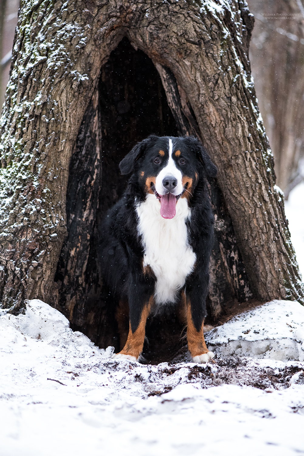 22-02-2017_Bernese-Antonio_08.jpg