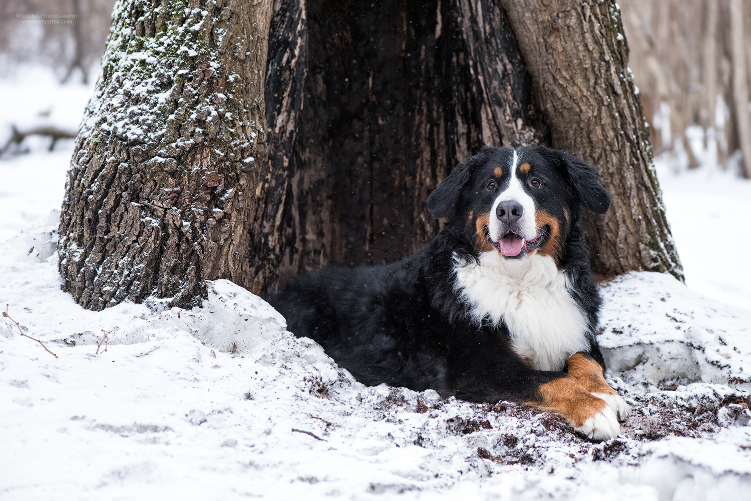 22-02-2017_Bernese-Antonio_11.jpg