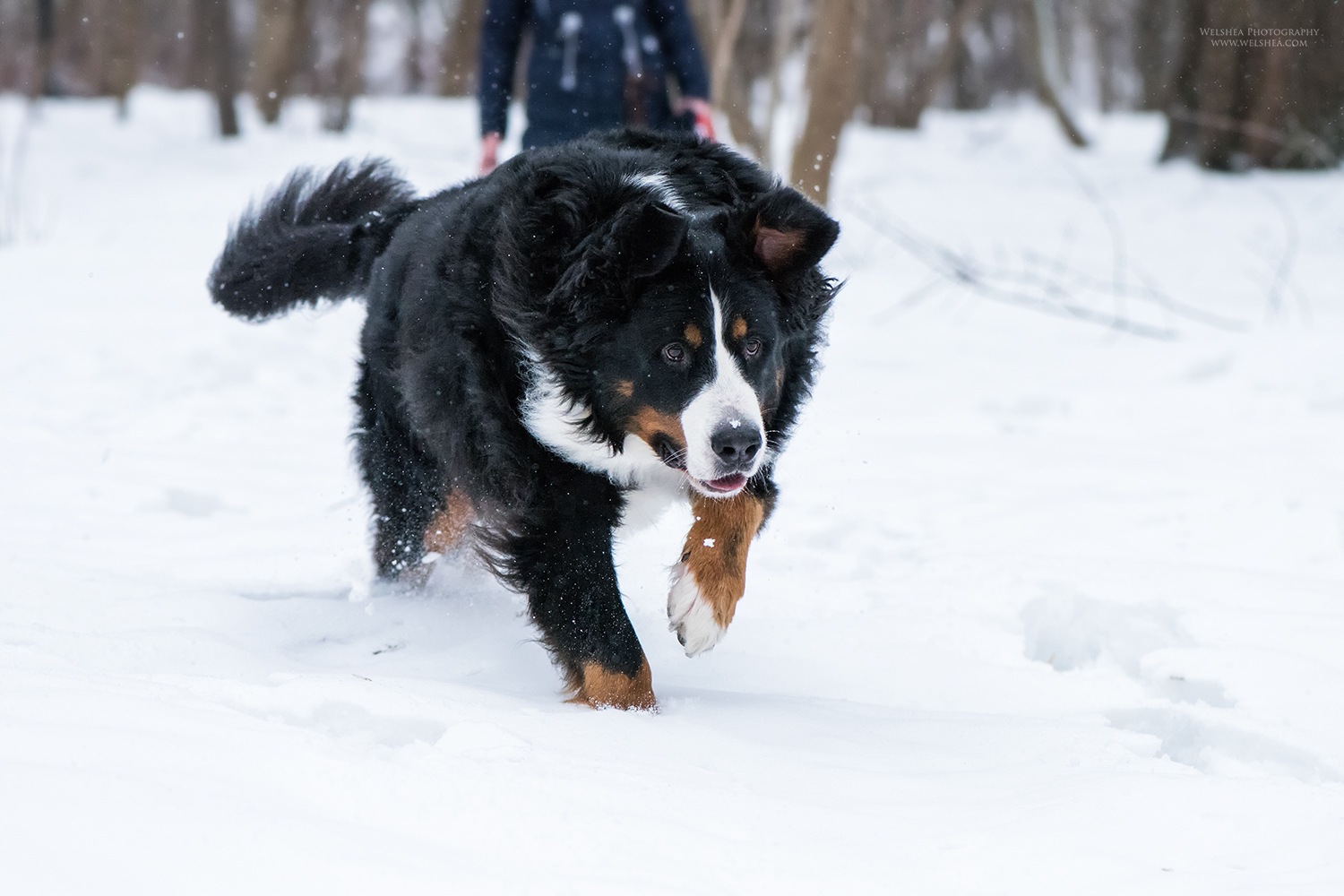 22-02-2017_Bernese-Antonio_14.jpg