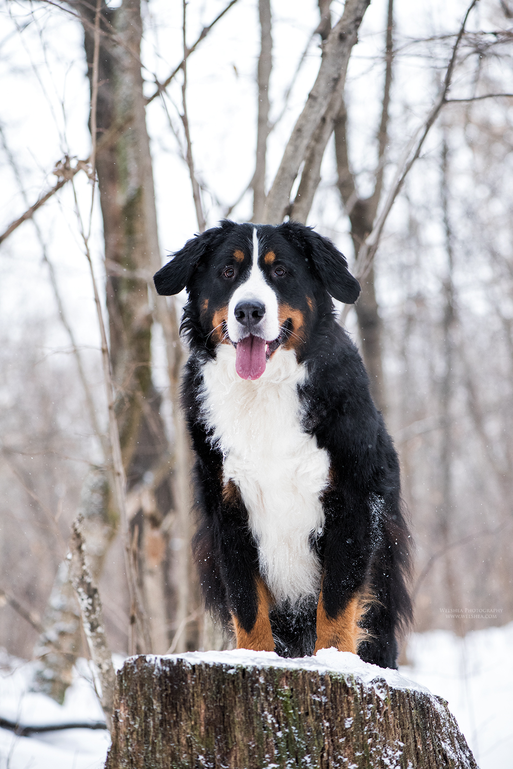 22-02-2017_Bernese-Antonio_19.jpg