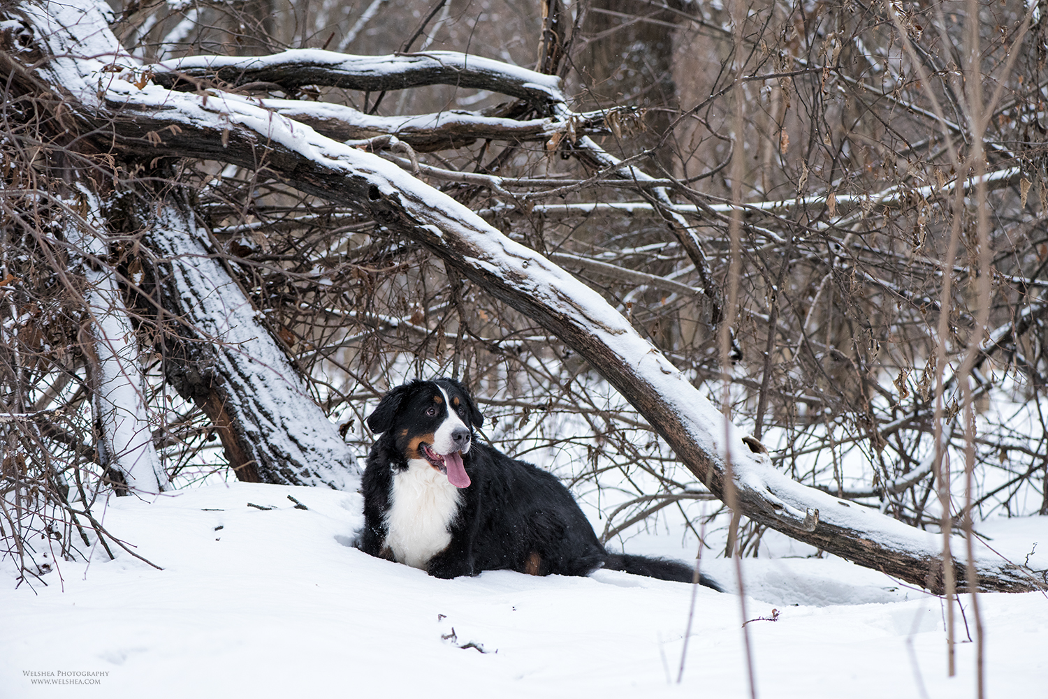22-02-2017_Bernese-Antonio_21.jpg