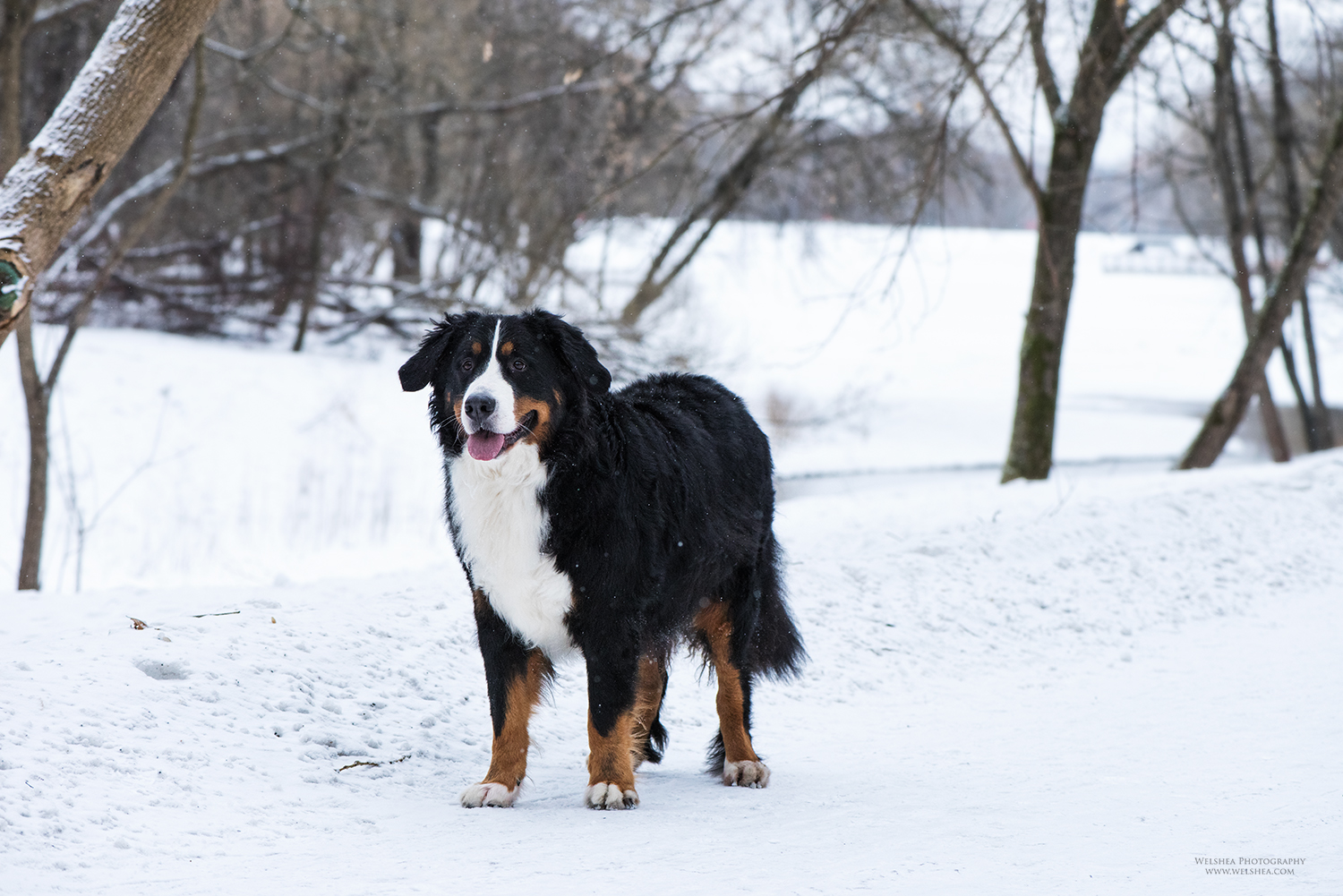 22-02-2017_Bernese-Antonio_25.jpg