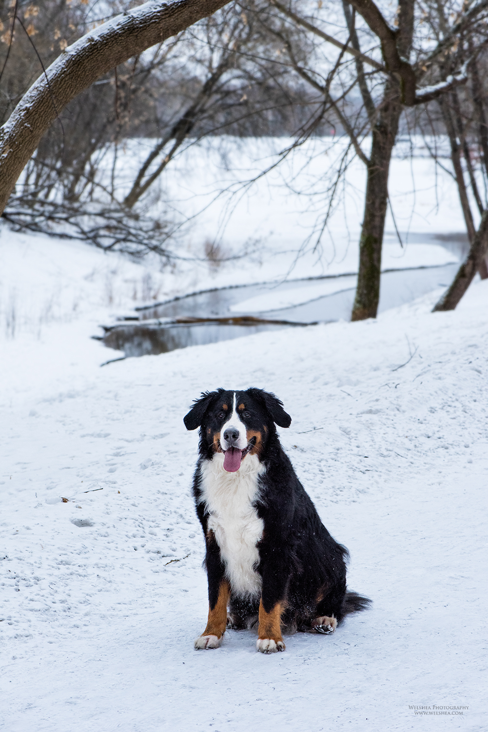 22-02-2017_Bernese-Antonio_27.jpg
