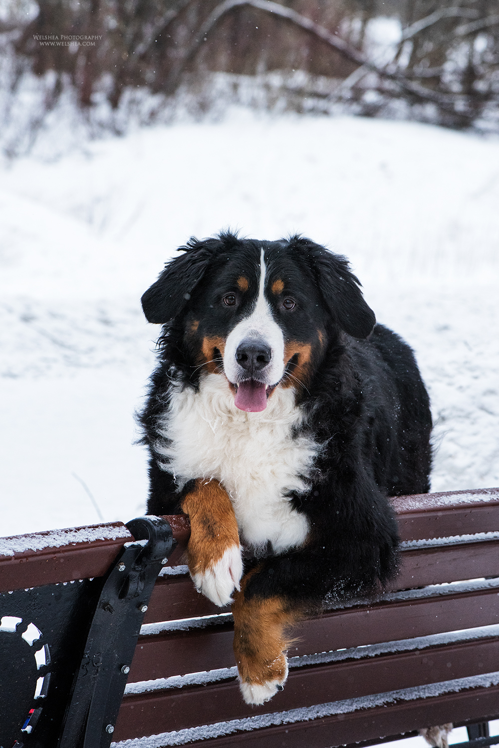 22-02-2017_Bernese-Antonio_28.jpg
