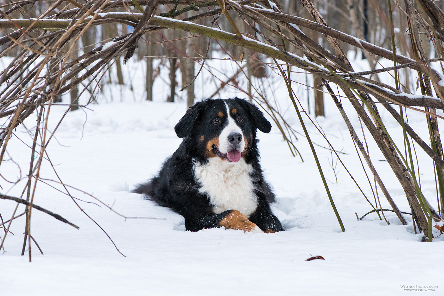 22-02-2017_Bernese-Antonio_35.jpg