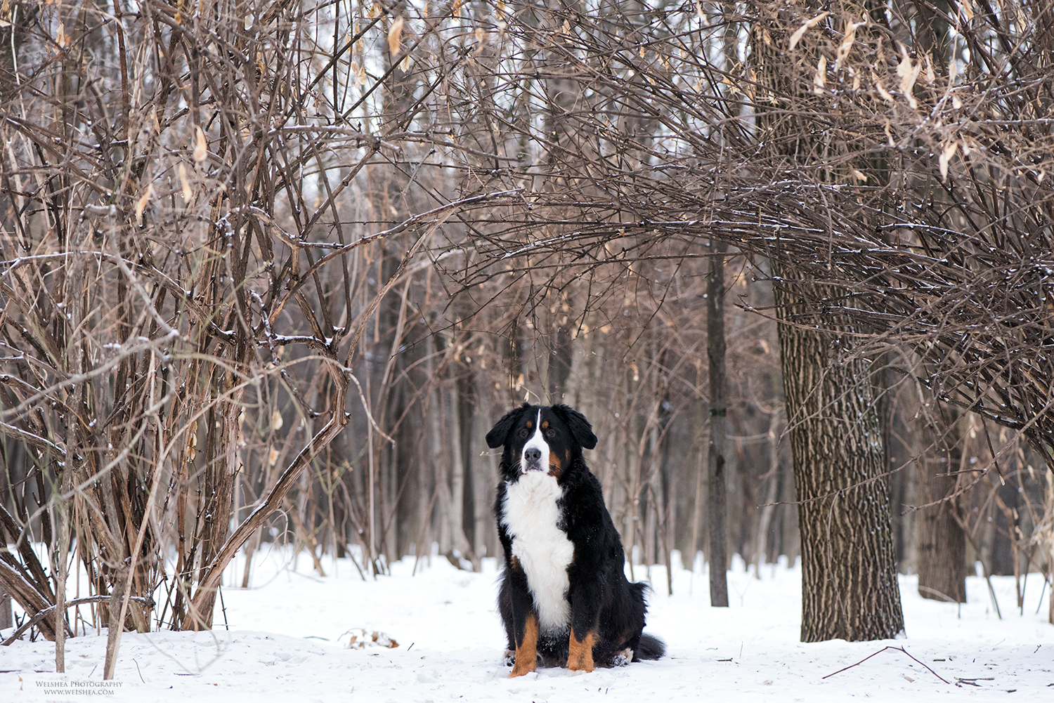 22-02-2017_Bernese-Antonio_36.jpg
