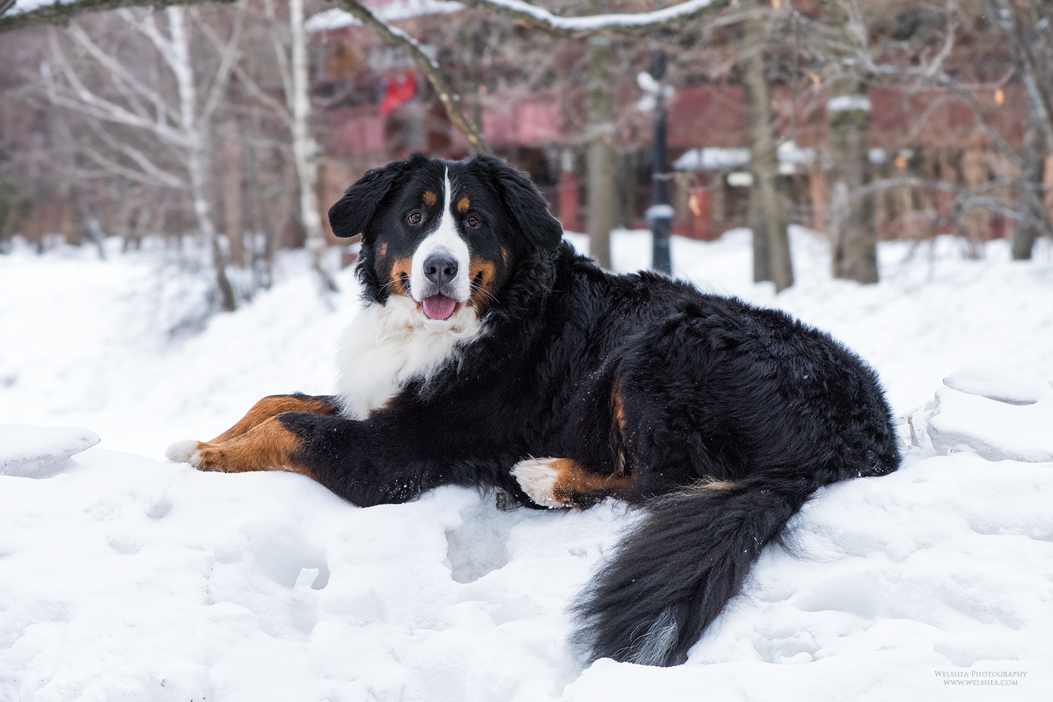 22-02-2017_Bernese-Antonio_38.jpg