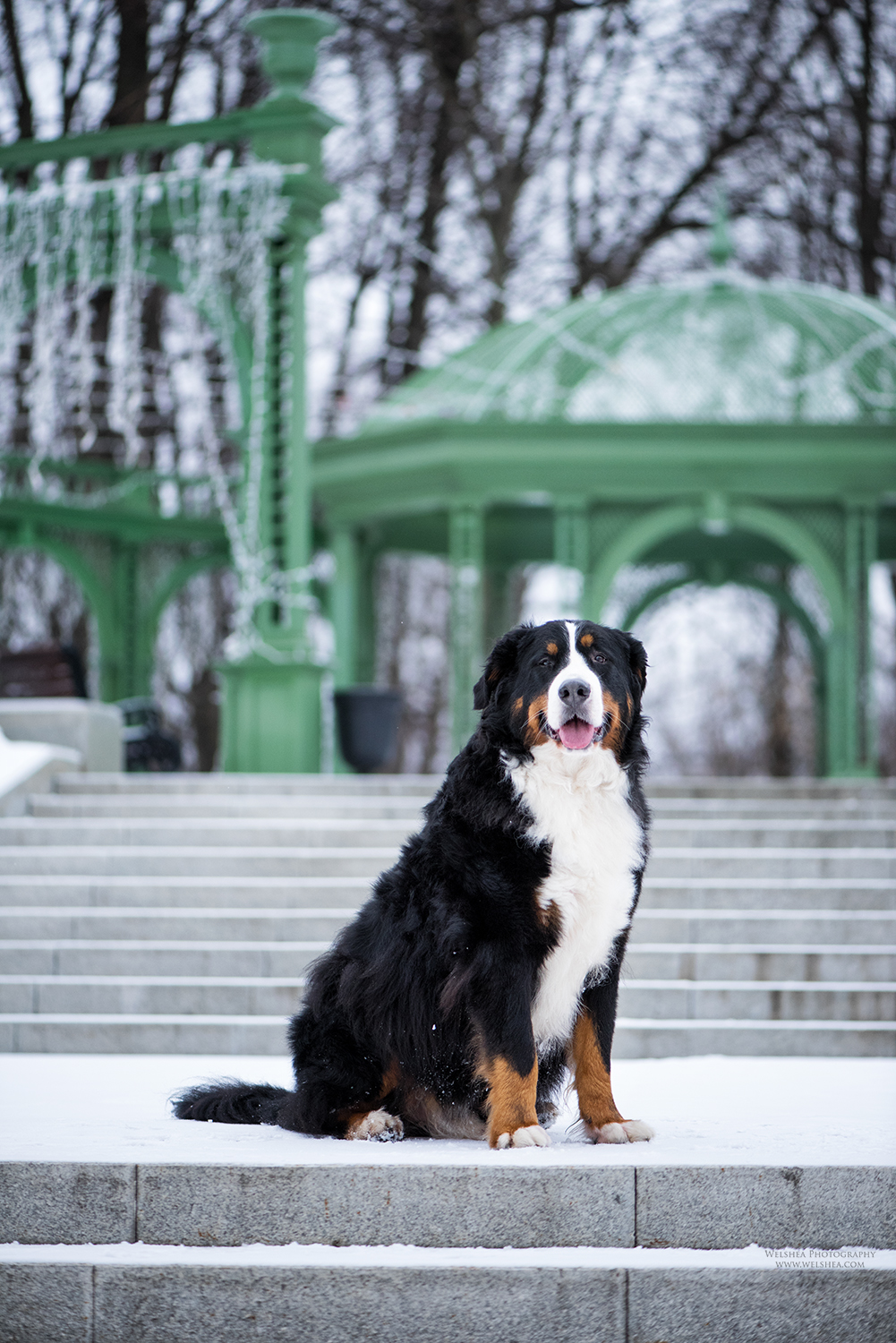 22-02-2017_Bernese-Antonio_41.jpg