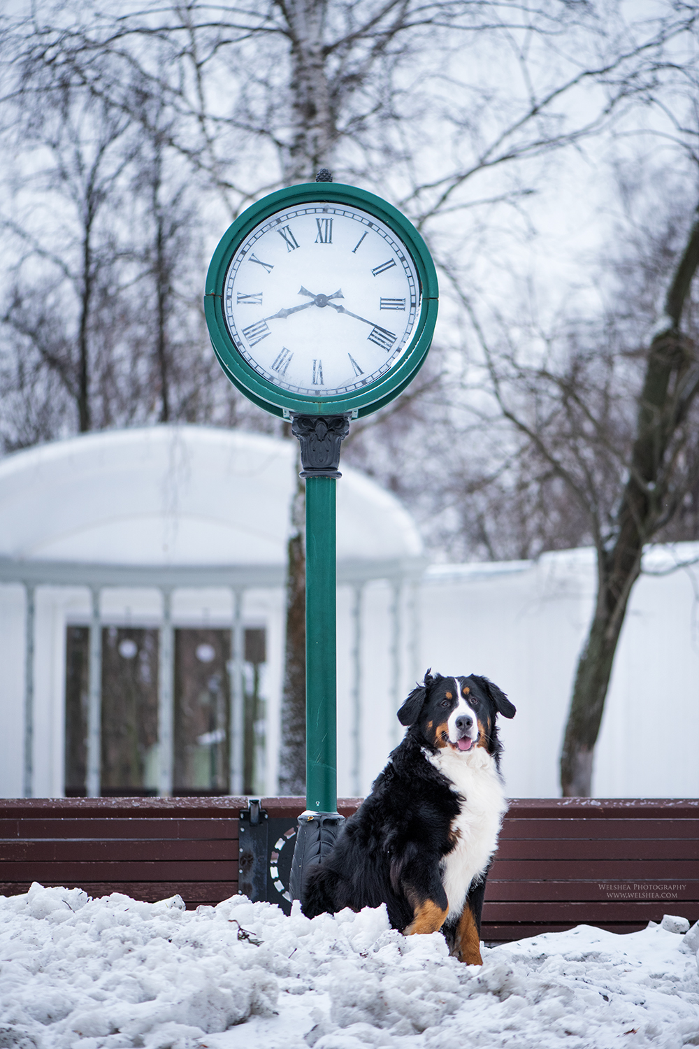 22-02-2017_Bernese-Antonio_42.jpg