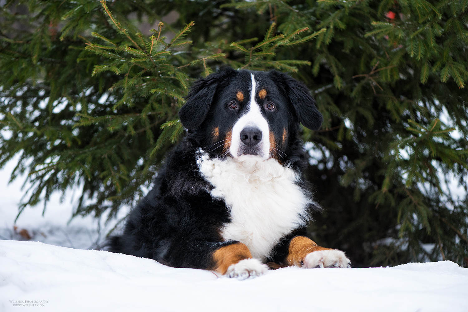 22-02-2017_Bernese-Antonio_46.jpg
