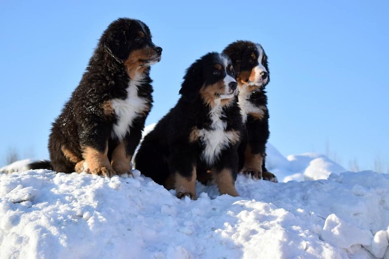 50553618_2238026702903049_7278353989001805824_n.jpg