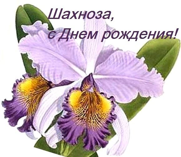 cattleya.jpg
