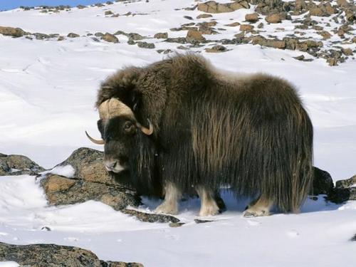 chernyi-yak.jpg