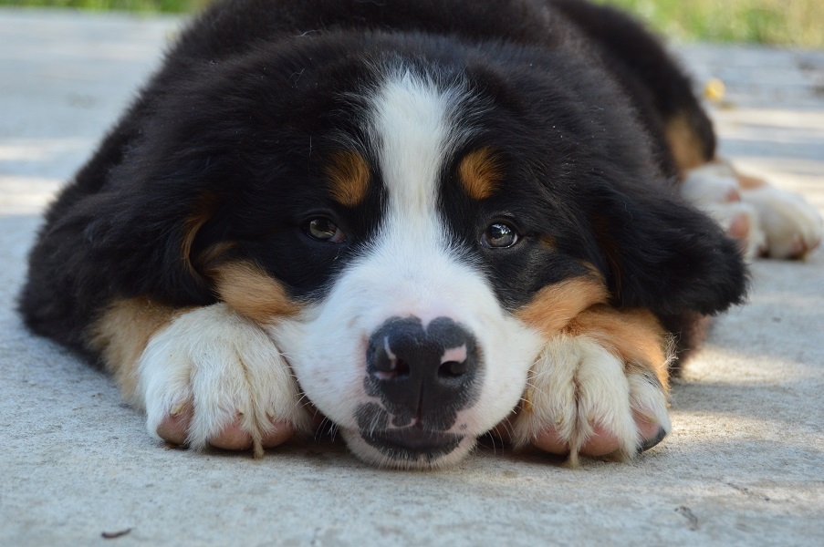 DSC_0431.JPG