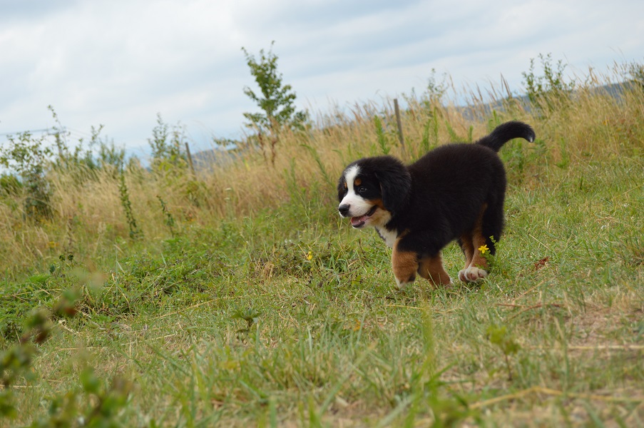 DSC_0807.JPG