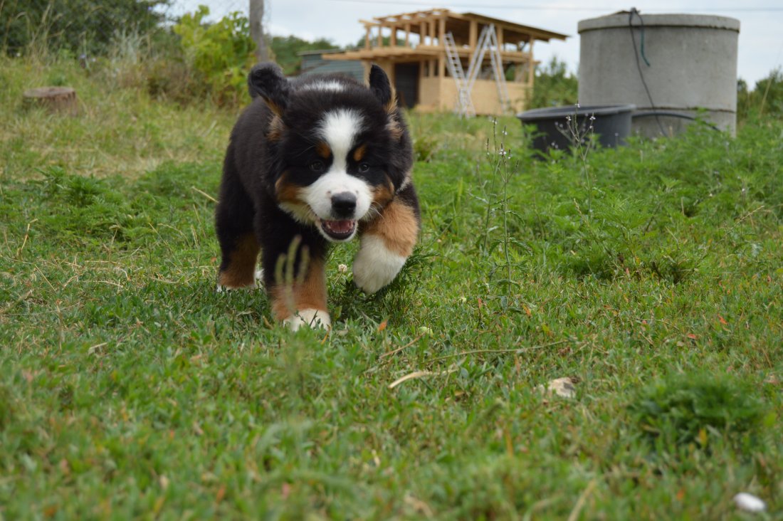 DSC_0929.JPG