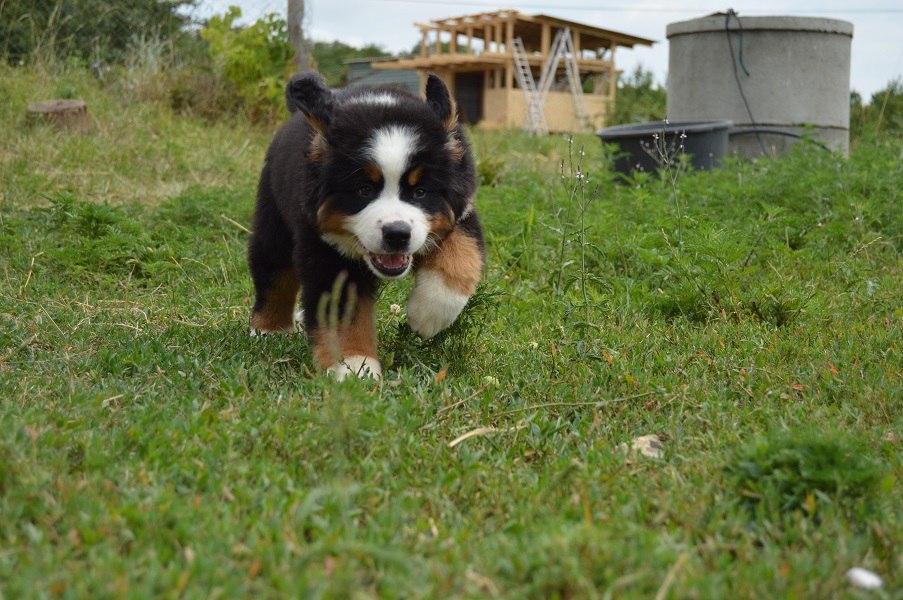 DSC_0929.JPG