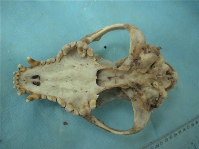 ed34f.jpg
