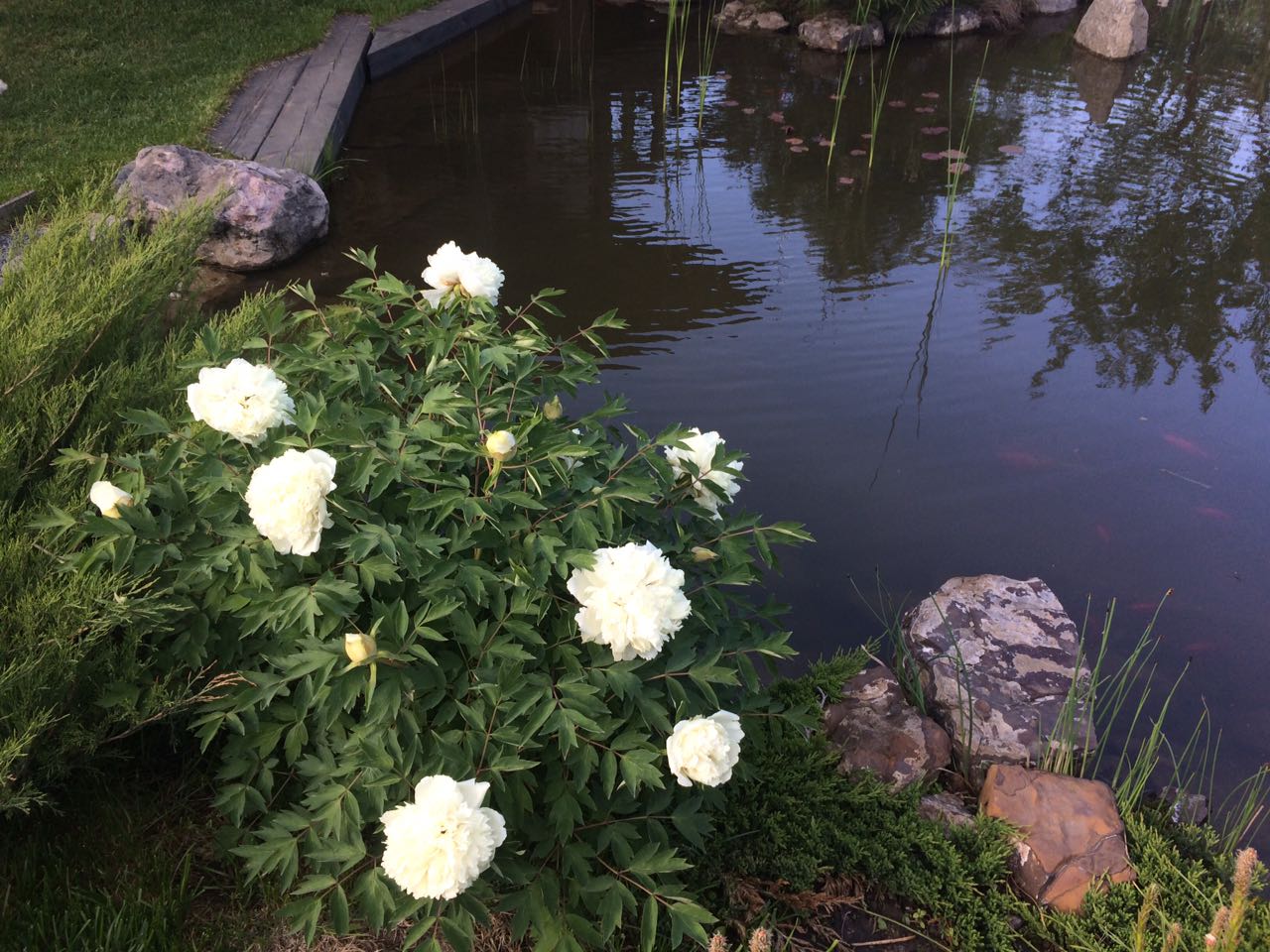 IMG-20170524-WA0009.jpg