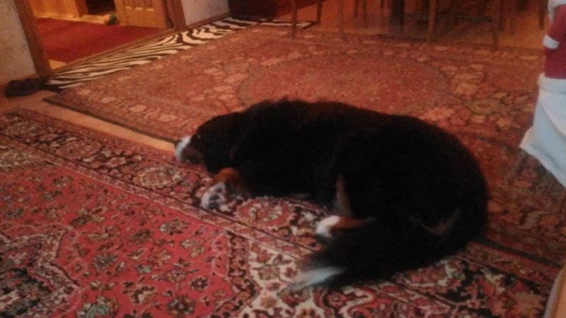 IMG-20180105-WA0008.jpeg