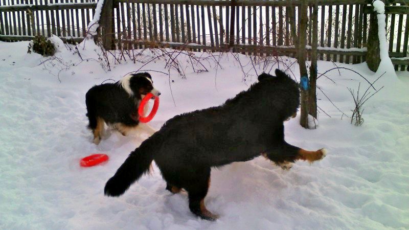 IMG_20170208_121004.jpg