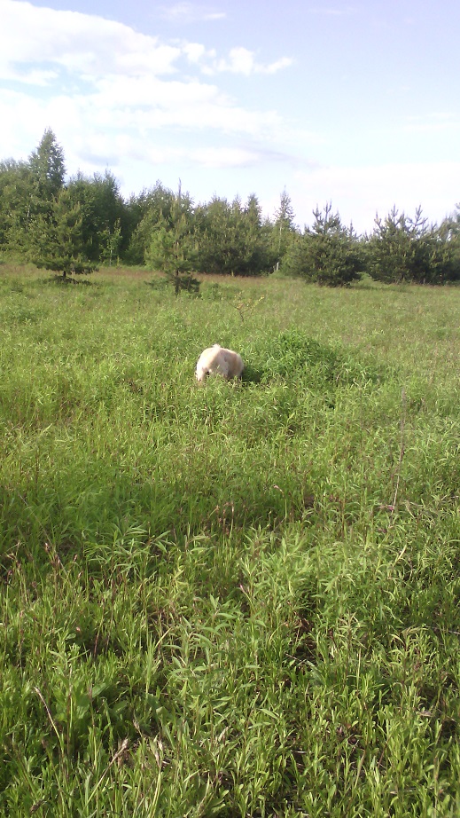 IMG_20170611_171628.jpg