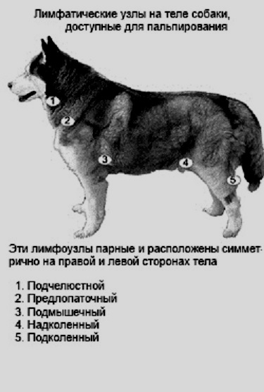 lymph_node_local_dog.jpg
