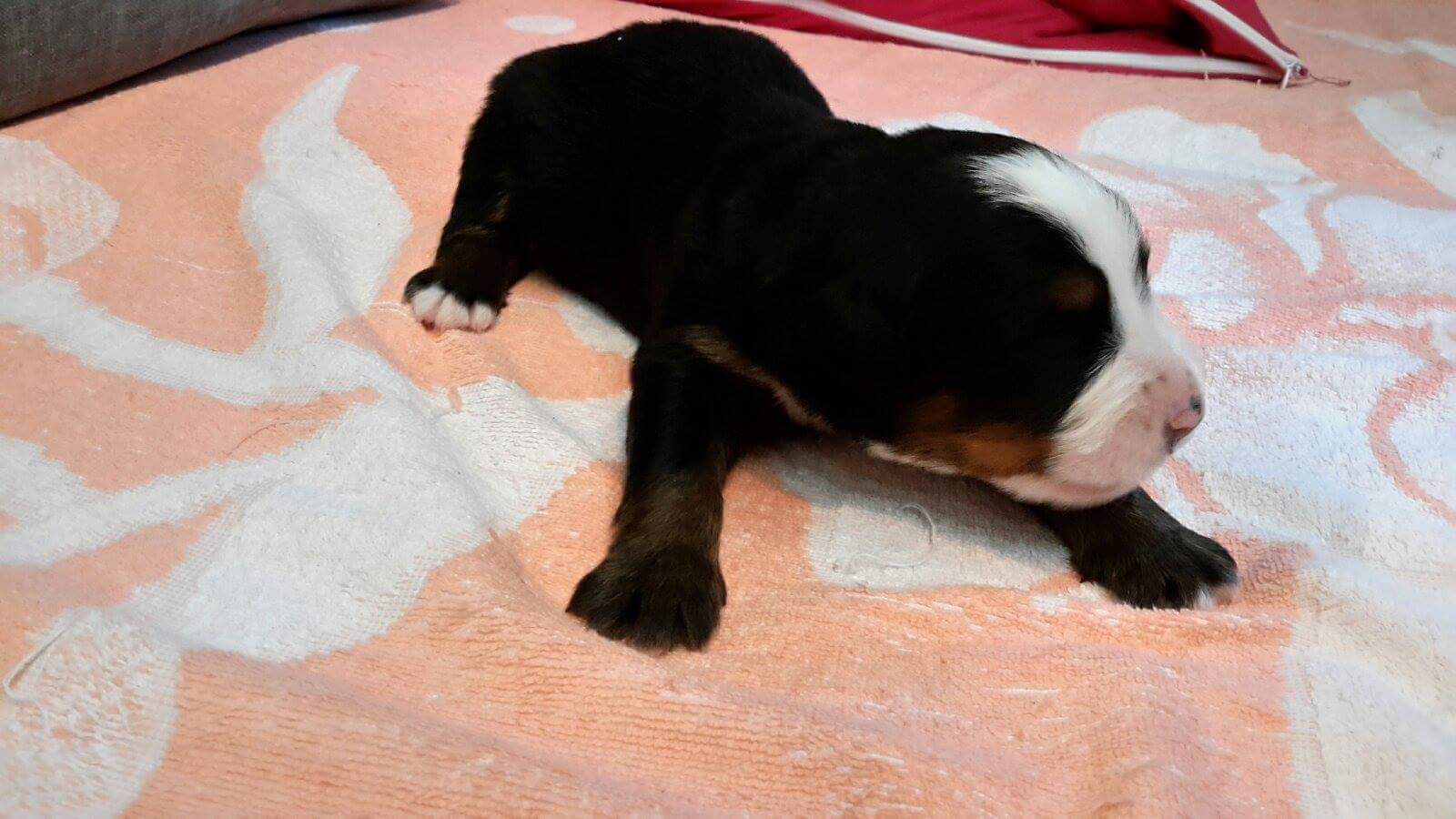 received_323463918089444.jpeg