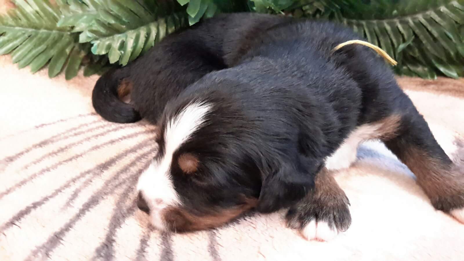 received_496998623976240.jpeg