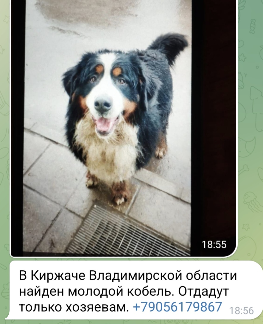 Screenshot_20250306_194911_Telegram.jpg