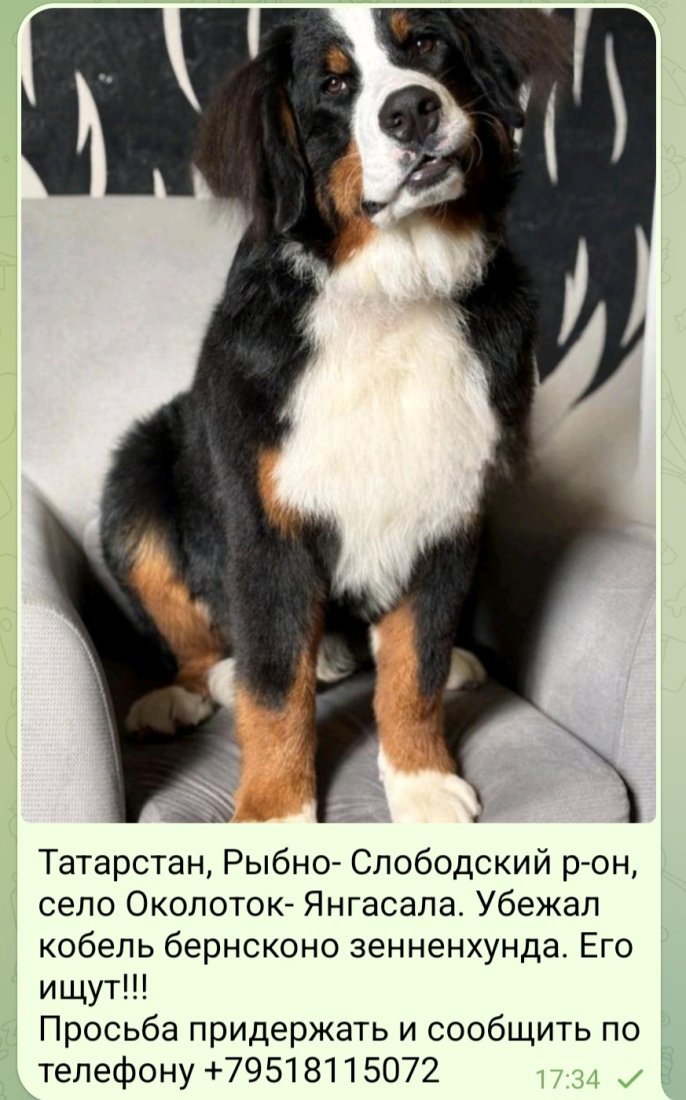 Screenshot_20251120_173417_Telegram.jpg