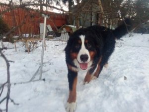IMG_20170121_165947.jpg