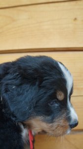 DSC00043.JPG