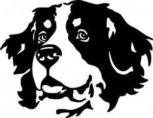 012a_berner_sennenhund_kopf.jpg